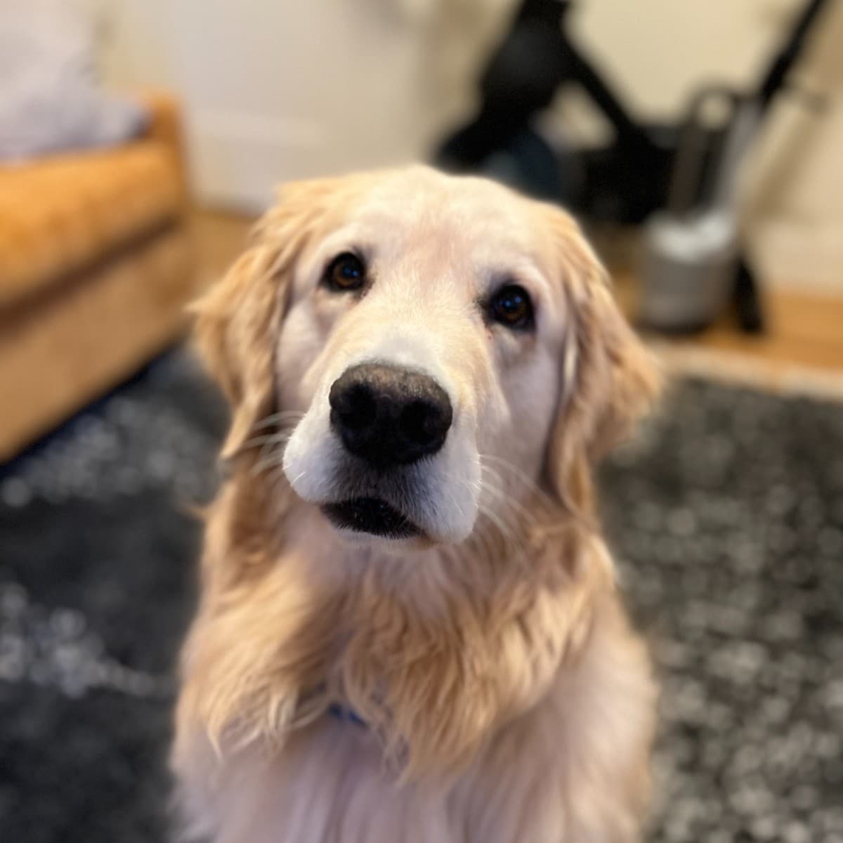 Frank headshot